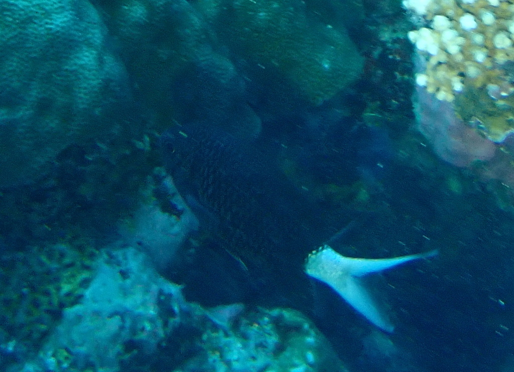 Black Chromis