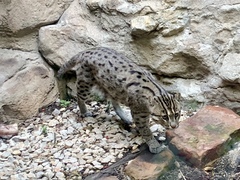 Prionailurus viverrinus