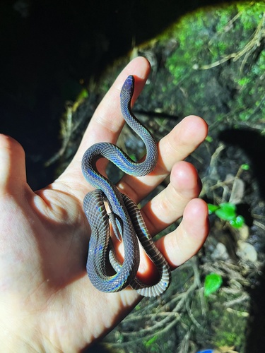 Szechwan Odd-scaled Snake