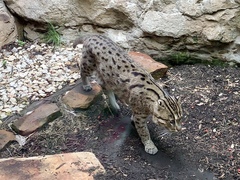 Prionailurus viverrinus