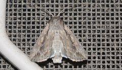 Persectania dyscrita