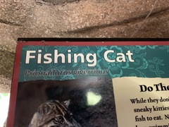 Prionailurus viverrinus