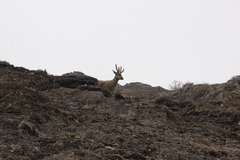 Hippocamelus bisulcus