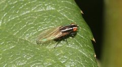 Poecilohetaerus aquilus