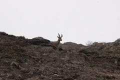 Hippocamelus bisulcus