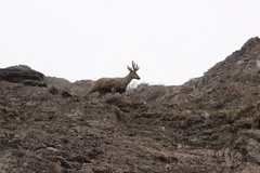 Hippocamelus bisulcus