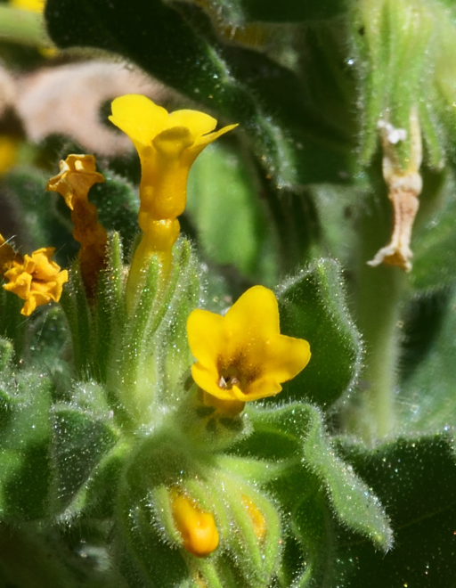 Image of Alkanna orientalis by (c) smeckert, some rights reserved (CC BY)