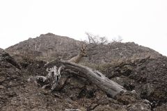 Hippocamelus bisulcus