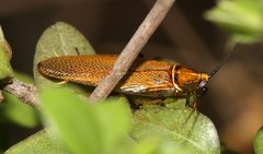 Ellipsidion humerale