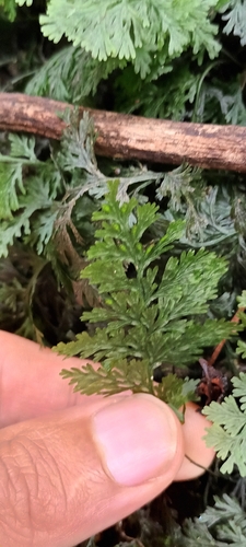 Crepidomanes bipunctatum observed 2024-07-17