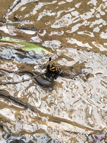 Aristobia approximator