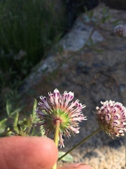 Trifolium obtusiflorum