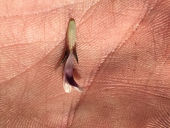 Trifolium obtusiflorum