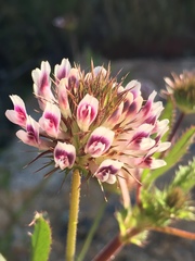 Trifolium obtusiflorum
