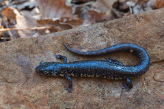Plethodon chlorobryonis