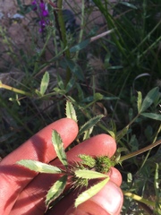 Trifolium obtusiflorum