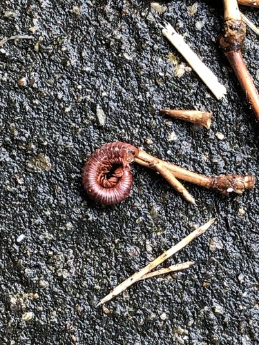 Rusty Millipede