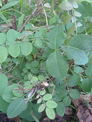 Robinia pseudoacacia