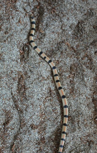 iNaturalist observation photo of Ground Snake