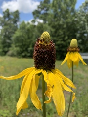 Rudbeckia texana