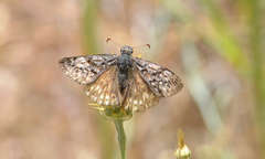 Erynnis propertius