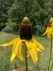 Rudbeckia texana