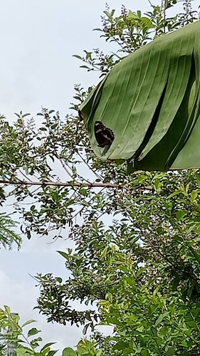 Great Eggfly