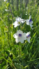 Delphinium pavonaceum