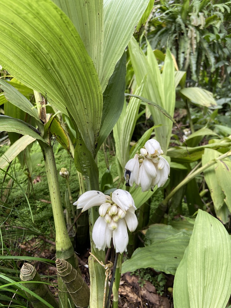 Calanthe columnaris