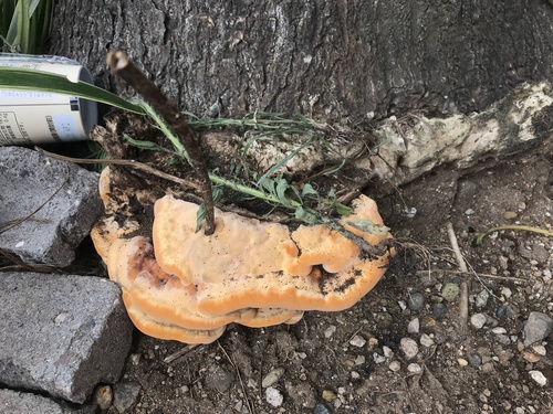 Vanderbylia fraxinea