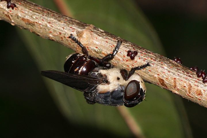 Mouse Bot Fly