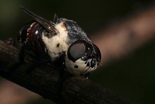 Mouse Bot Fly photo 2