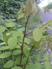 Robinia pseudoacacia