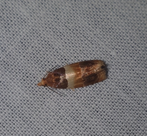 Epinotie endimanchée
