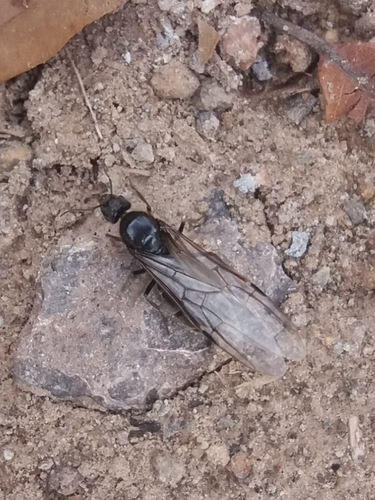 Escamolera Ant photo 4