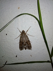 Erinnyis yucatana