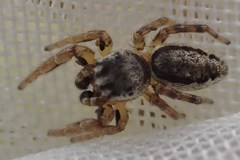 Pelegrina flavipes