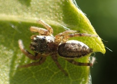 Pelegrina flavipes