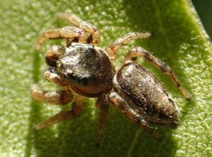 Pelegrina flavipes