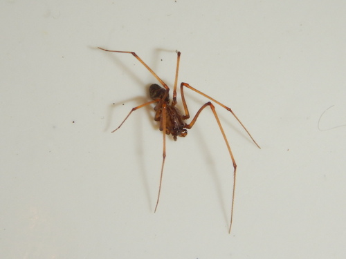 Brown Spitting Spider photo 4