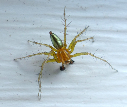 Striped Lynx Spider