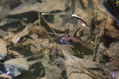 Desmognathus amphileucus