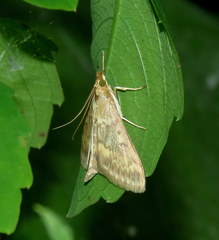 Ostrinia