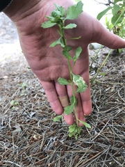 Baccharis pilularis consanguinea