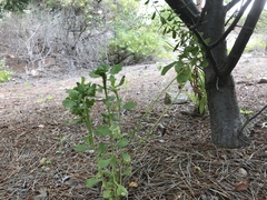 Baccharis pilularis consanguinea