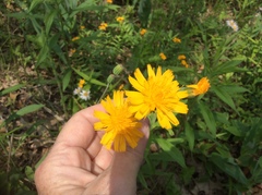 Krigia biflora
