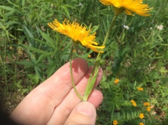 Krigia biflora
