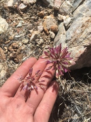 Allium atrorubens