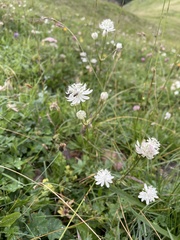 Astrantia bavarica, photograph author not stated, no rights reserved