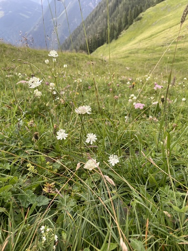 Image of Astrantia bavarica by no rights reserved